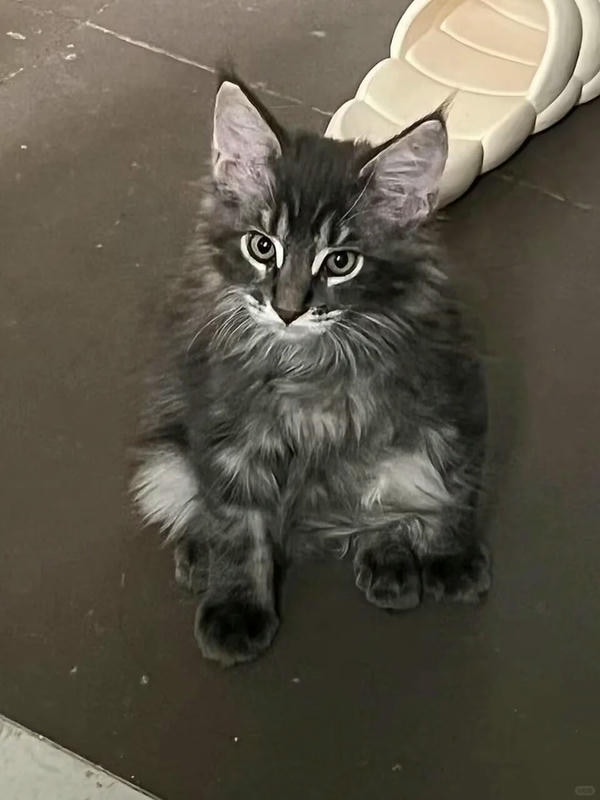 ảnh con mèo ngầu 9