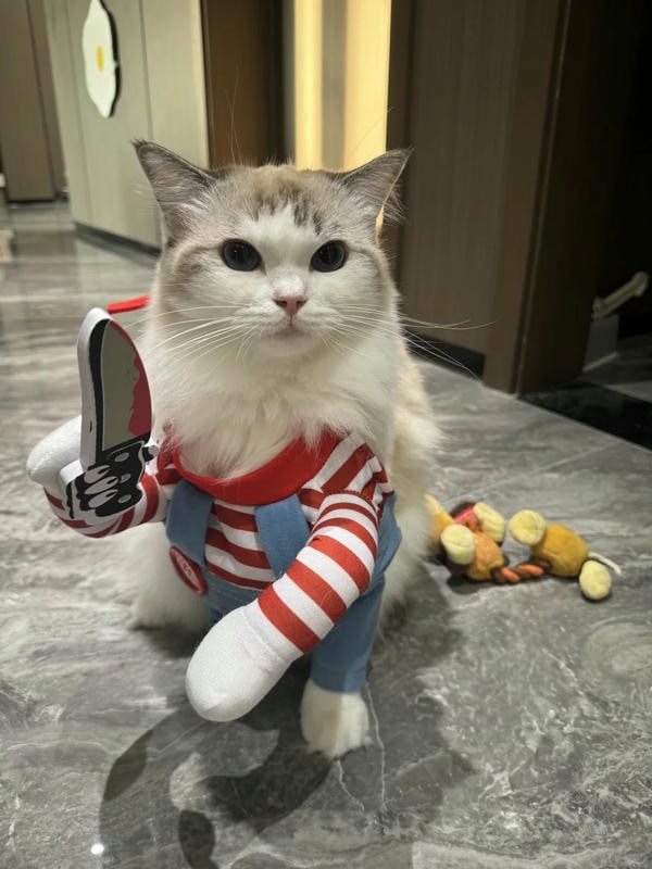 ảnh con mèo ngầu 37