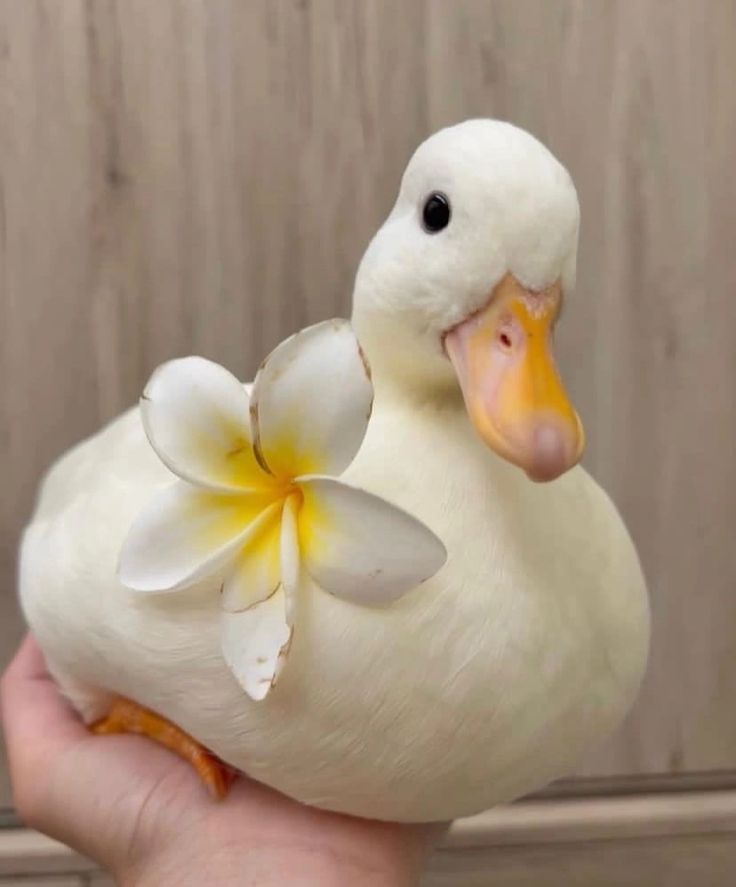 Hình Ảnh Con Vịt 2