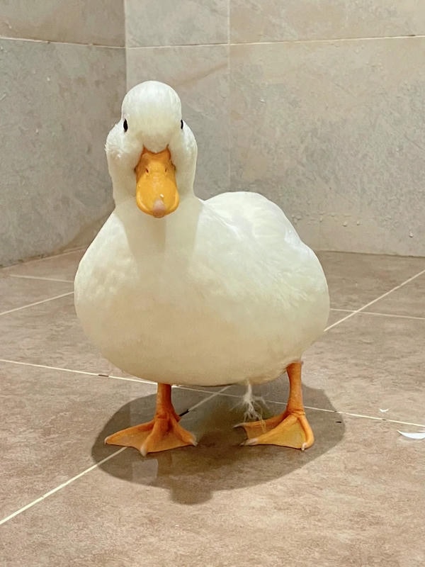 ảnh con vịt 11