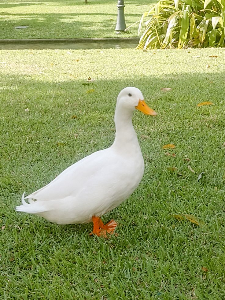 Hình Ảnh Con Vịt 12