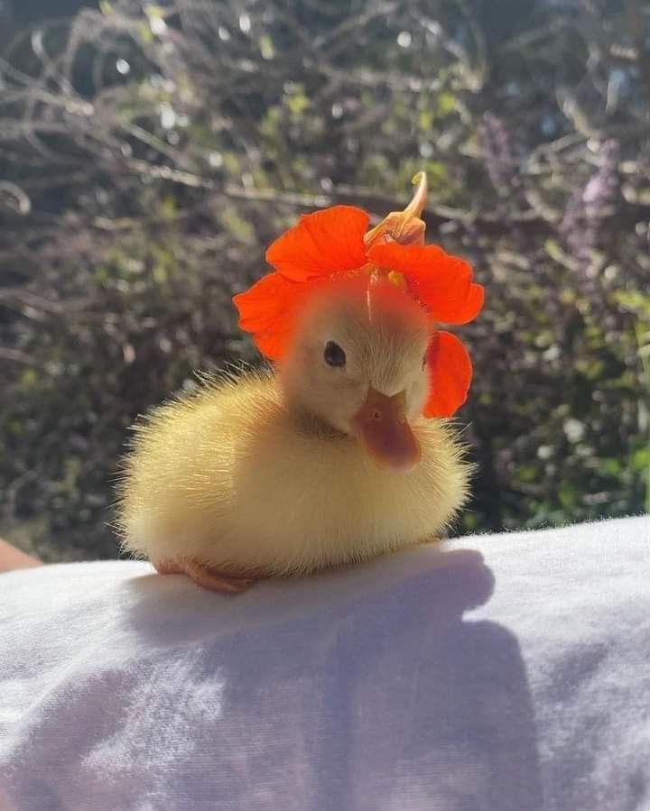 Hình Ảnh Con Vịt 1