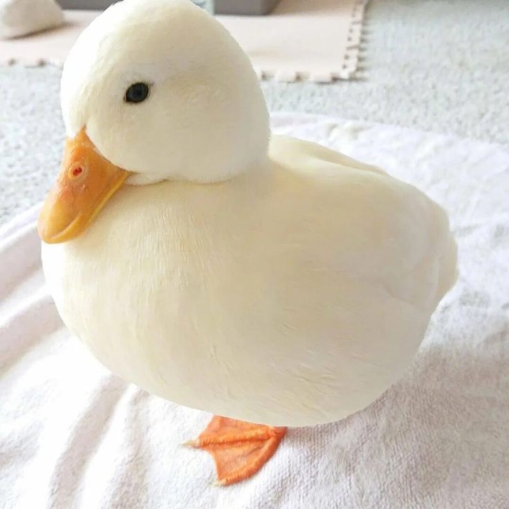 Hình Ảnh Con Vịt 8