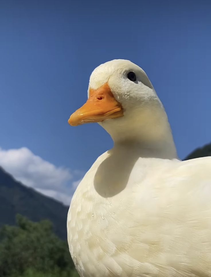 Hình Ảnh Con Vịt 9