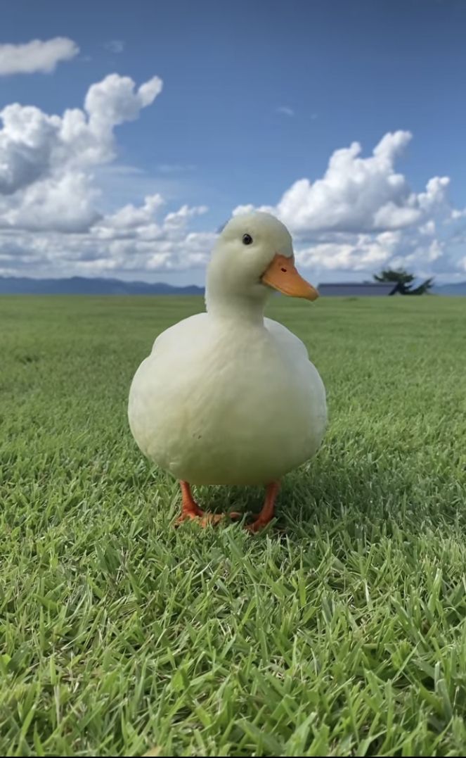 Hình Ảnh Con Vịt 10