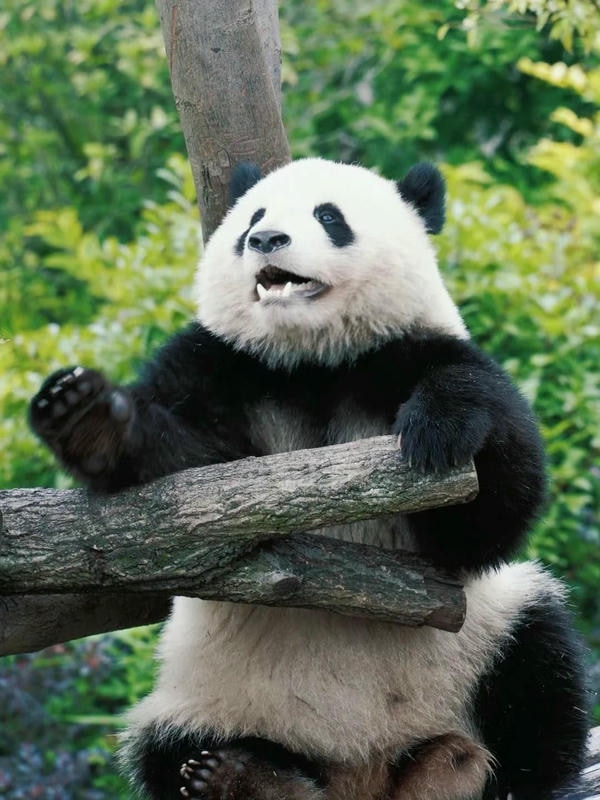 Hình ảnh gấu trúc 16