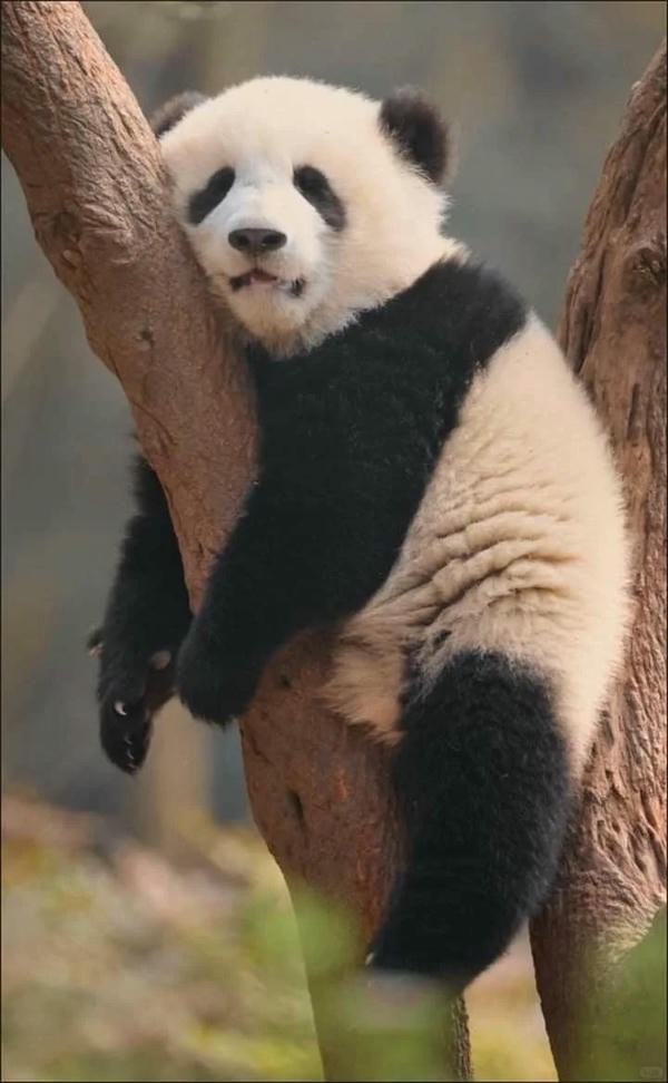 Hình ảnh gấu trúc 18