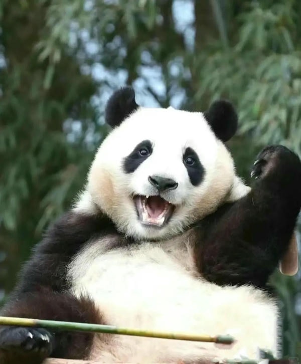 Hình ảnh gấu trúc 19