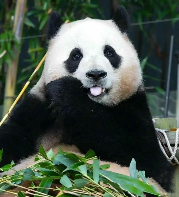 Hình ảnh gấu trúc 37