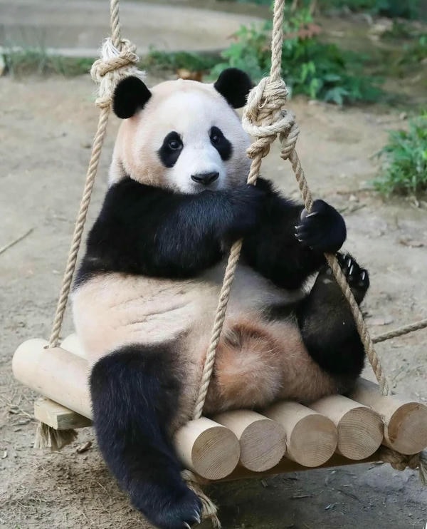 Hình ảnh gấu trúc 20