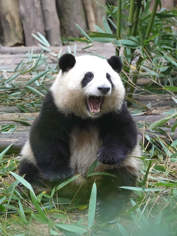 Hình ảnh gấu trúc 25