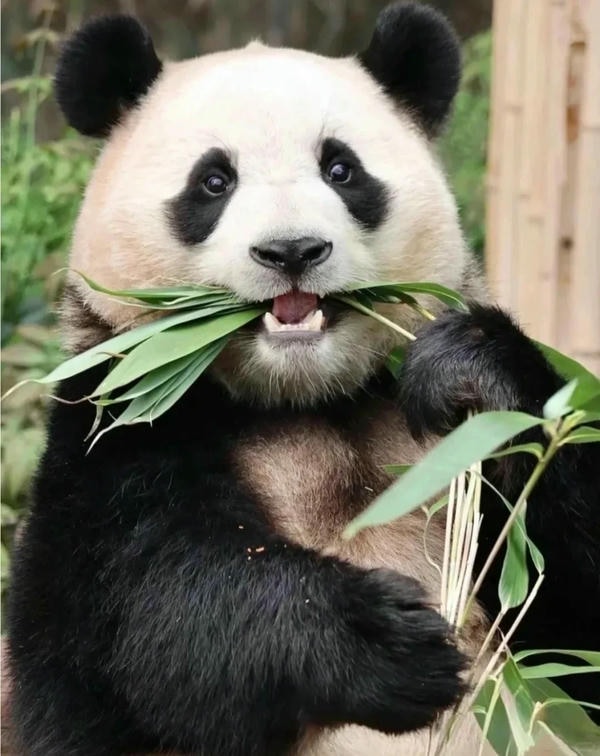 Hình ảnh gấu trúc 26