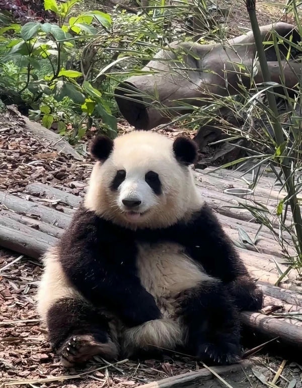 Hình ảnh gấu trúc 31