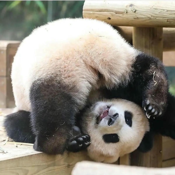 Hình ảnh gấu trúc 7