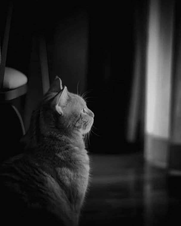 Hình Ảnh Mệt Mỏi 4