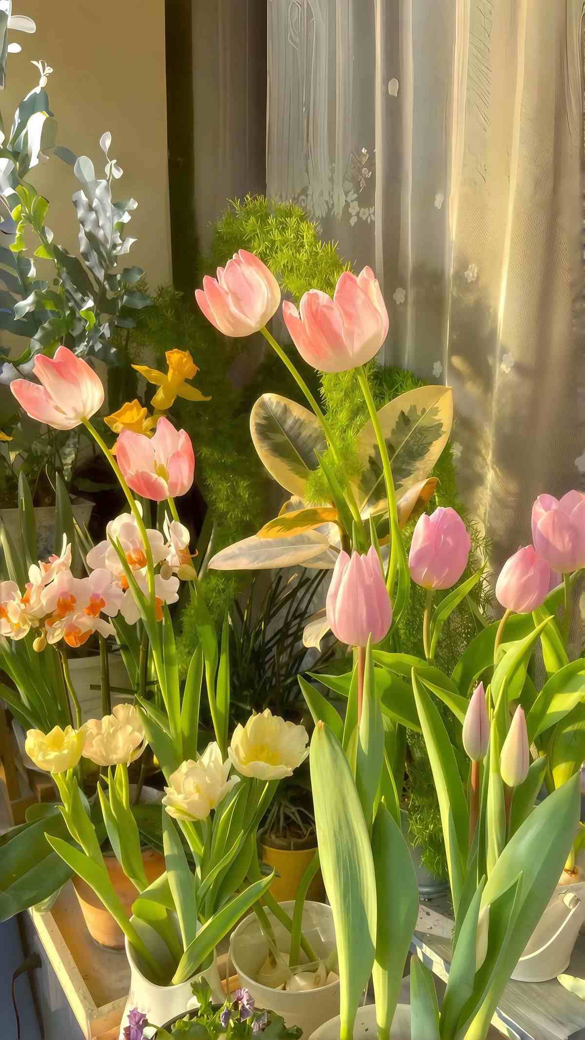 Hình nền hoa tulip chill 15