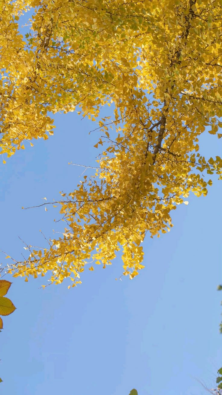 Hình Nền iPhone Đẹp Cute 5