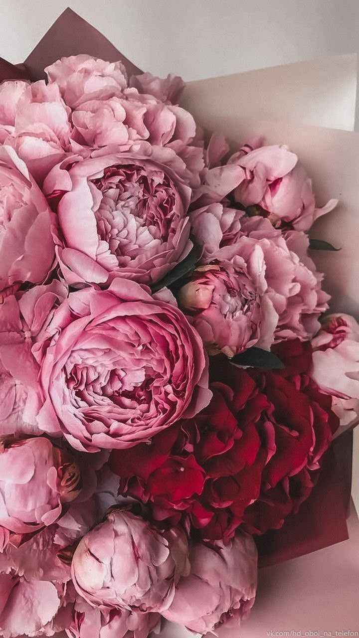 Ảnh Hoa Mẫu Đơn 5