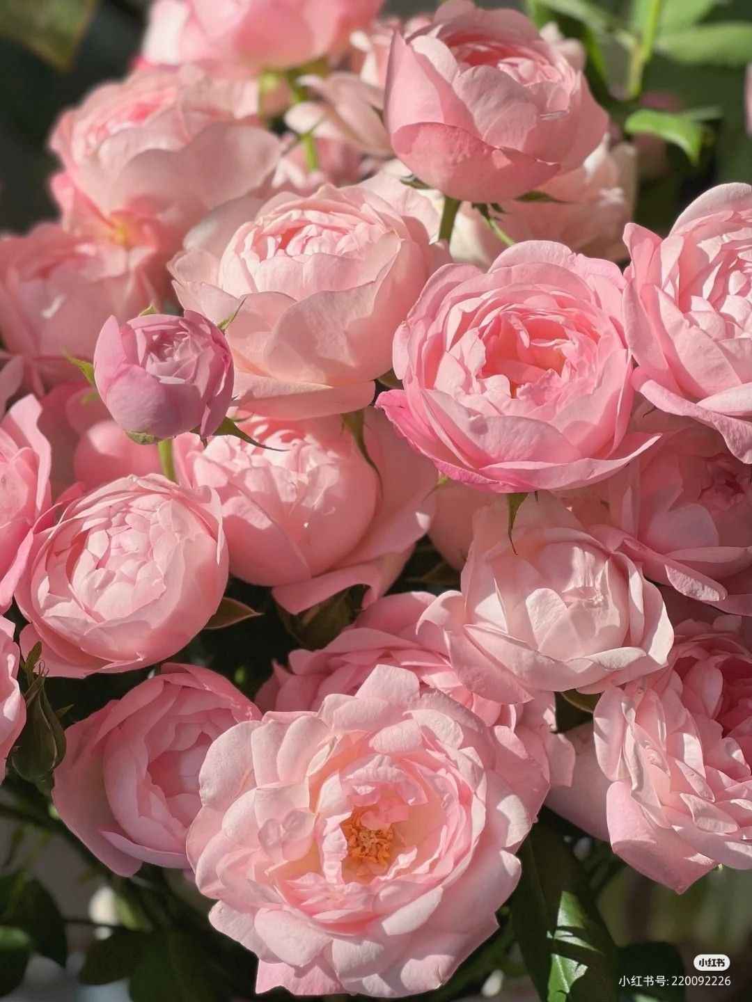 Ảnh Hoa Mẫu Đơn 12