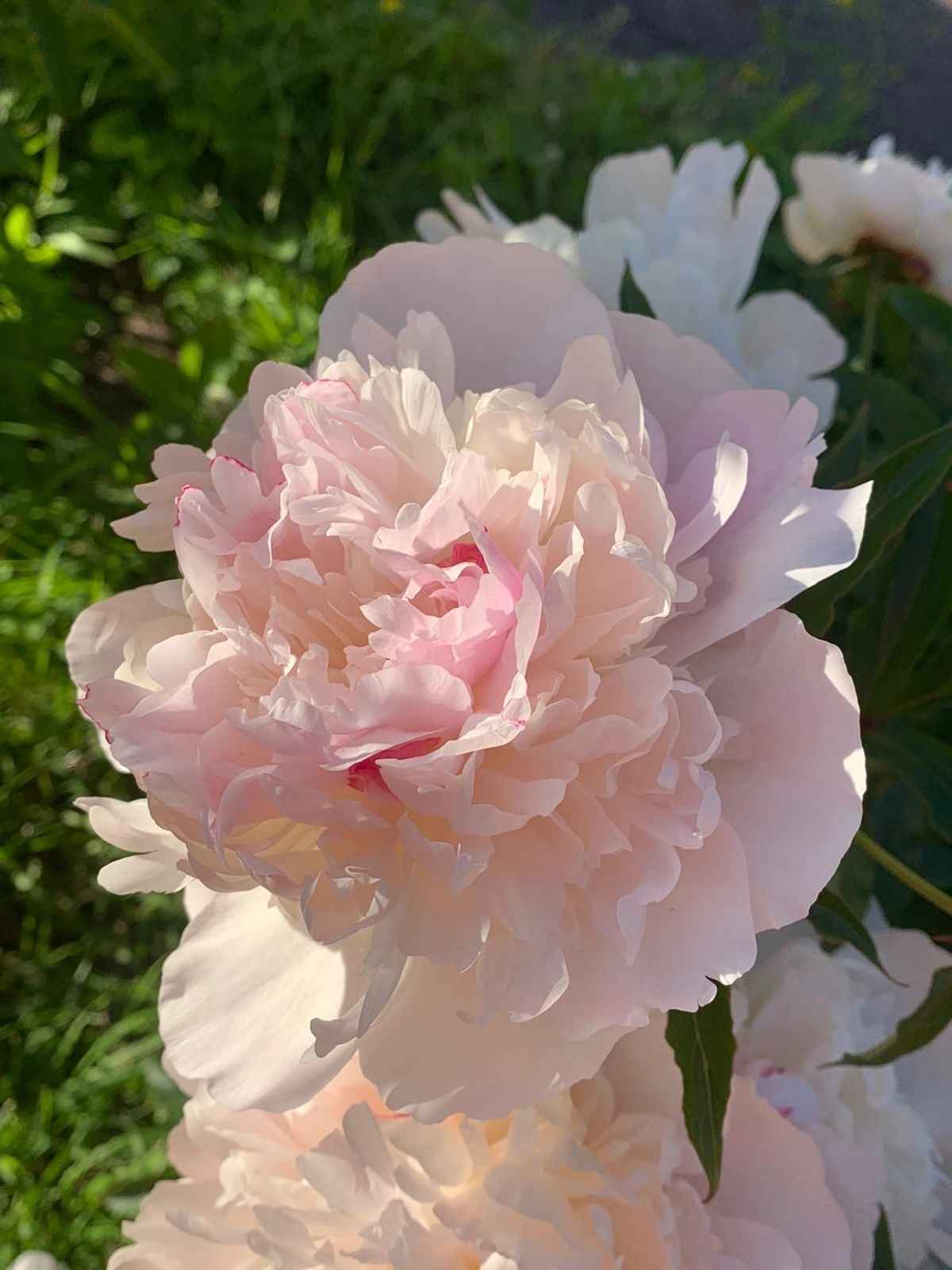 Ảnh Hoa Mẫu Đơn 3