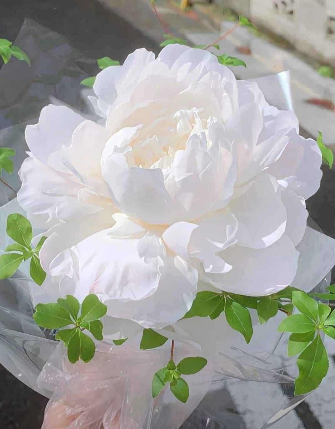 Ảnh Hoa Mẫu Đơn 14