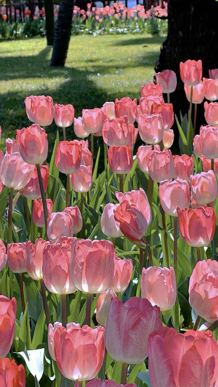 Hoa Tulip 11