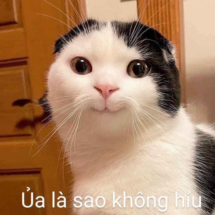 Meme Dễ Thương 18