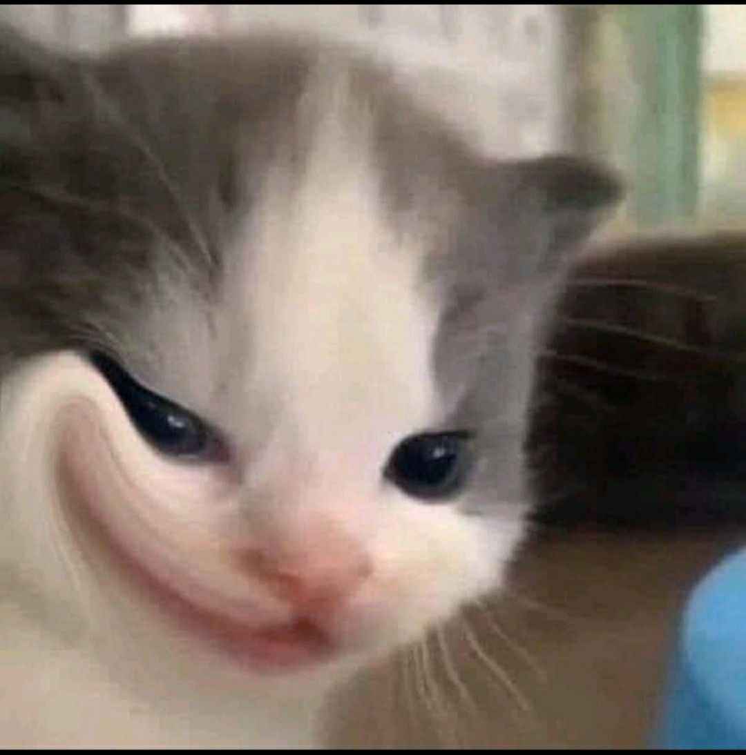Meme mèo cười 2
