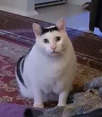 Meme ngạc nhiên 12