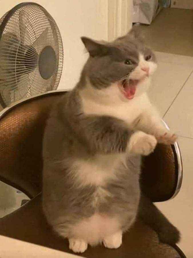 Meme tức giận 12